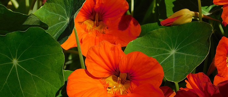 Kenner nutzen die Schärfe der Kapuzinerkresse in der Küche. In der Medizin macht sie wegen ihrer Infekt abwehrenden Wirkung Karriere.