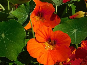 Kenner nutzen die Schärfe der Kapuzinerkresse in der Küche. In der Medizin macht sie wegen ihrer Infekt abwehrenden Wirkung Karriere.